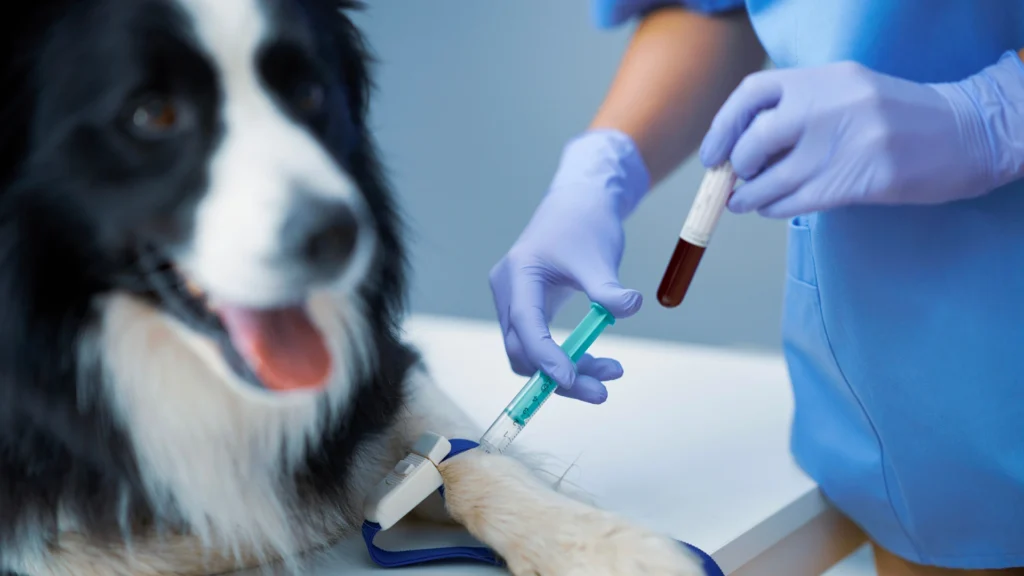 Veterinary consultant performing a blood test on a dog during a clinical examination, representing Vetucore LLC's focus on practical veterinary medicine skills essential for aspiring veterinarians.