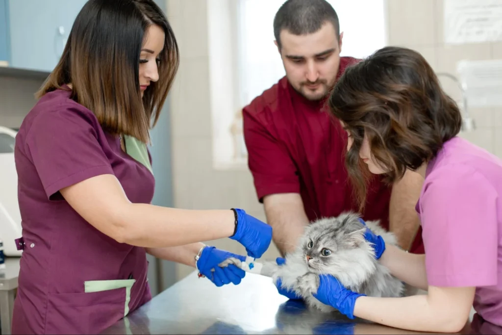 Veterinary consultants guiding veterinary medicine students during a practical procedure on a cat, supported by Vetucore LLC.