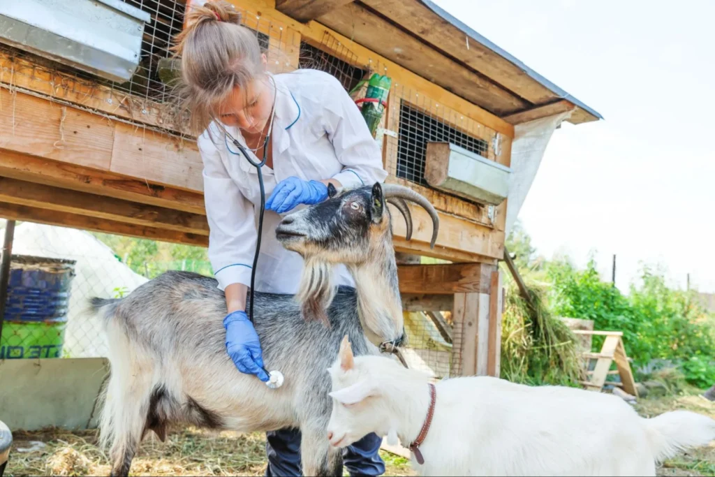 Veterinary medicine student conducting a health check on goats during large animal training, supported by Vetucore LLC.
