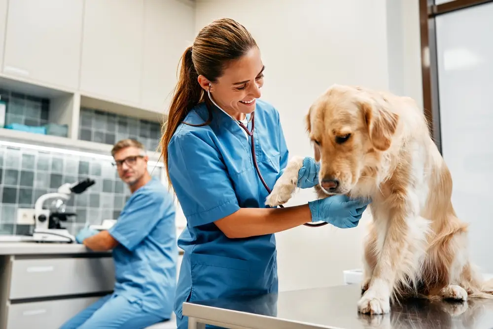 A female veterinarian in blue scrubs examining a golden retriever's paw while a male colleague works in the background at a veterinary clinic.