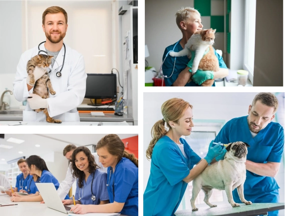 Collage of veterinary students and professionals in action — from studying and applying to practicing medicine, supported by Vetucore LLC and the vet school application timeline.