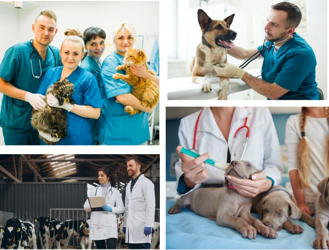 Collage showing veterinary professionals treating dogs, cats, calves, and collaborating in clinical and agricultural settings — Vetucore LLC prepares students for careers in veterinary consulting.
