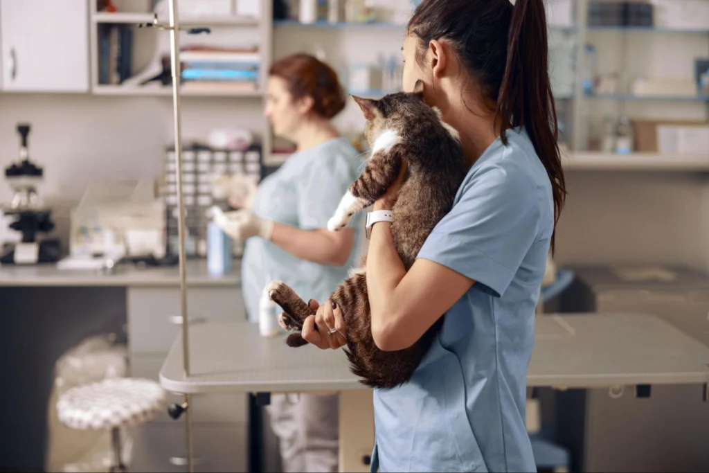 Veterinary student holding a cat during clinic practice — Vetucore veterinary consultant support for hands-on animal care training.